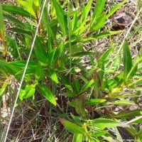 Knoxia spicata (Thwaites ex Trimen) Ridsdale
